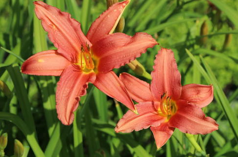 Taglilie 'Pink Damask' - Hemerocallis x cultorum 'Pink Damask'