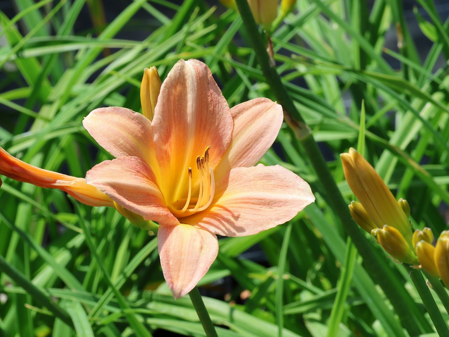 Taglilie 'Prairie Bells'