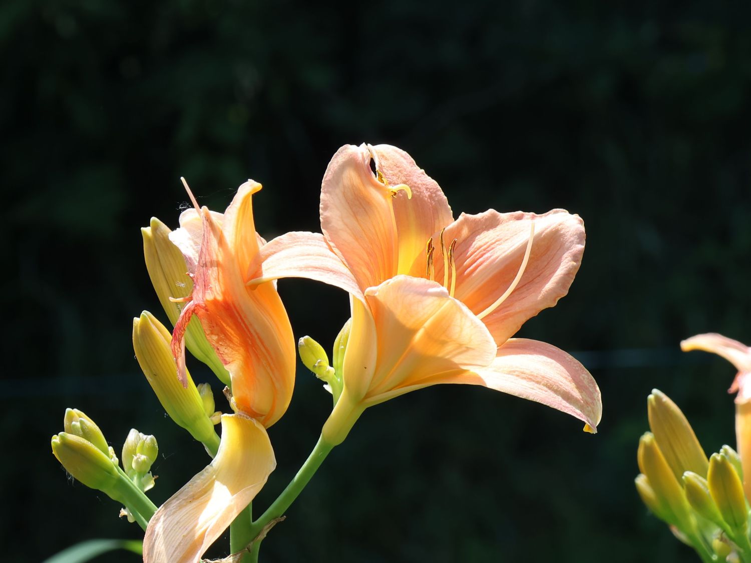 Taglilie 'Prairie Bells' - Hemerocallis x cultorum 'Prairie Bells'