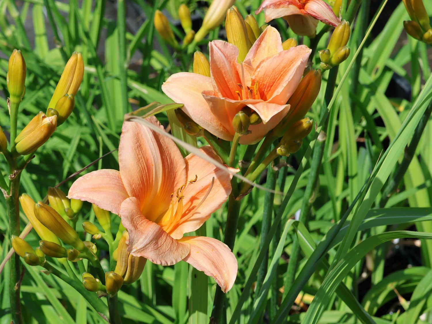 Taglilie 'Prairie Bells' - Hemerocallis x cultorum 'Prairie Bells'