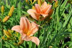 Taglilie 'Prairie Bells' - Hemerocallis x cultorum 'Prairie Bells'