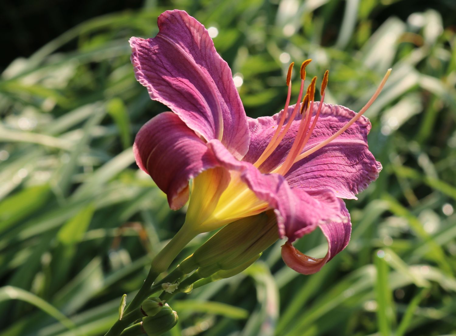 Taglilie 'Prairie Blue Eyes'