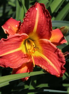 Taglilie 'Red Rum'