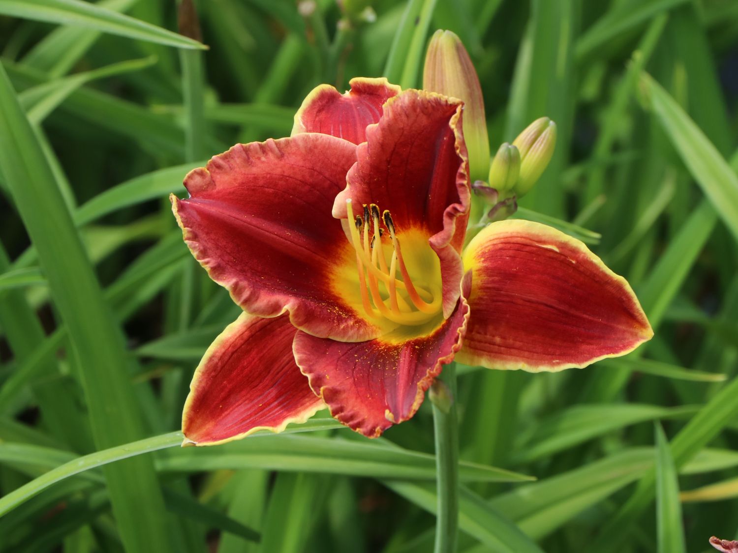 Taglilie 'Roses in Snow'