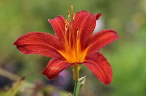 Taglilie 'Sammy Russel' - Hemerocallis x cultorum 'Sammy Russel'