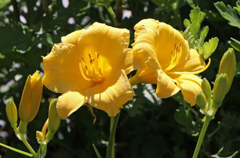 Taglilie 'Stella de Oro' - Hemerocallis x cultorum 'Stella de Oro'