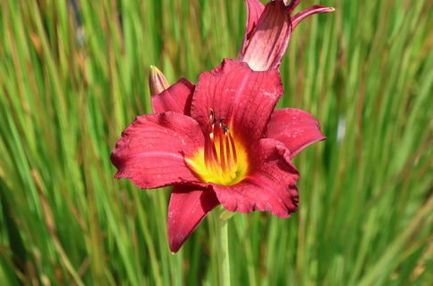 Taglilie 'Stella in Red' - Hemerocallis x cultorum 'Stella in Red'