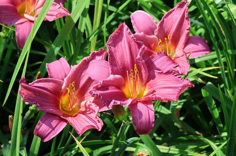 Taglilie 'Summer Wine' - Hemerocallis x cultorum 'Summer Wine'