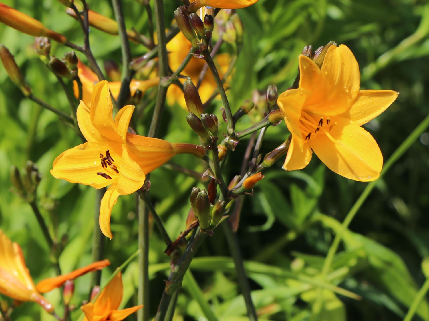 Taglilie 'Thumbelina'