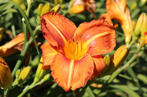 Taglilie 'Tuscawilla Tigress' - Hemerocallis x cultorum 'Tuscawilla Tigress'