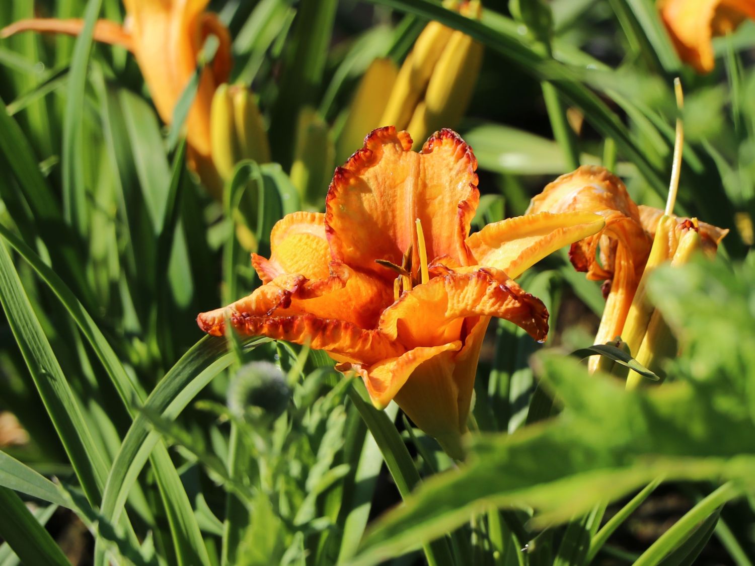 Taglilie 'Volcano Queen'