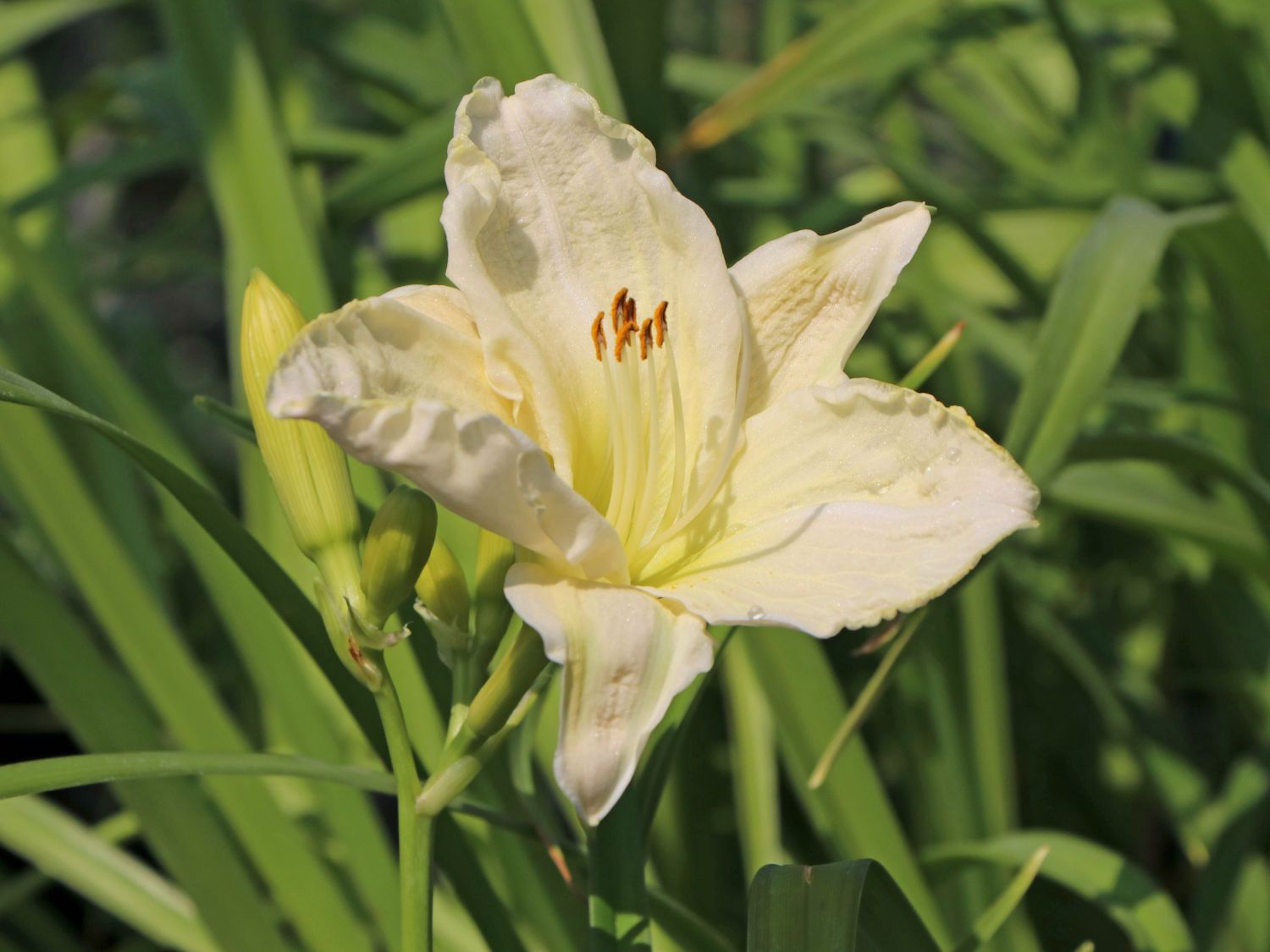 Taglilie 'White Temptation'