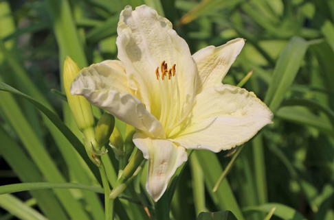 Taglilie 'White Temptation' - Hemerocallis x cultorum 'White Temptation'