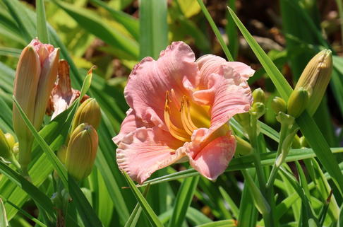 Taglilie 'Winsome Lady' - Hemerocallis x cultorum 'Winsome Lady'