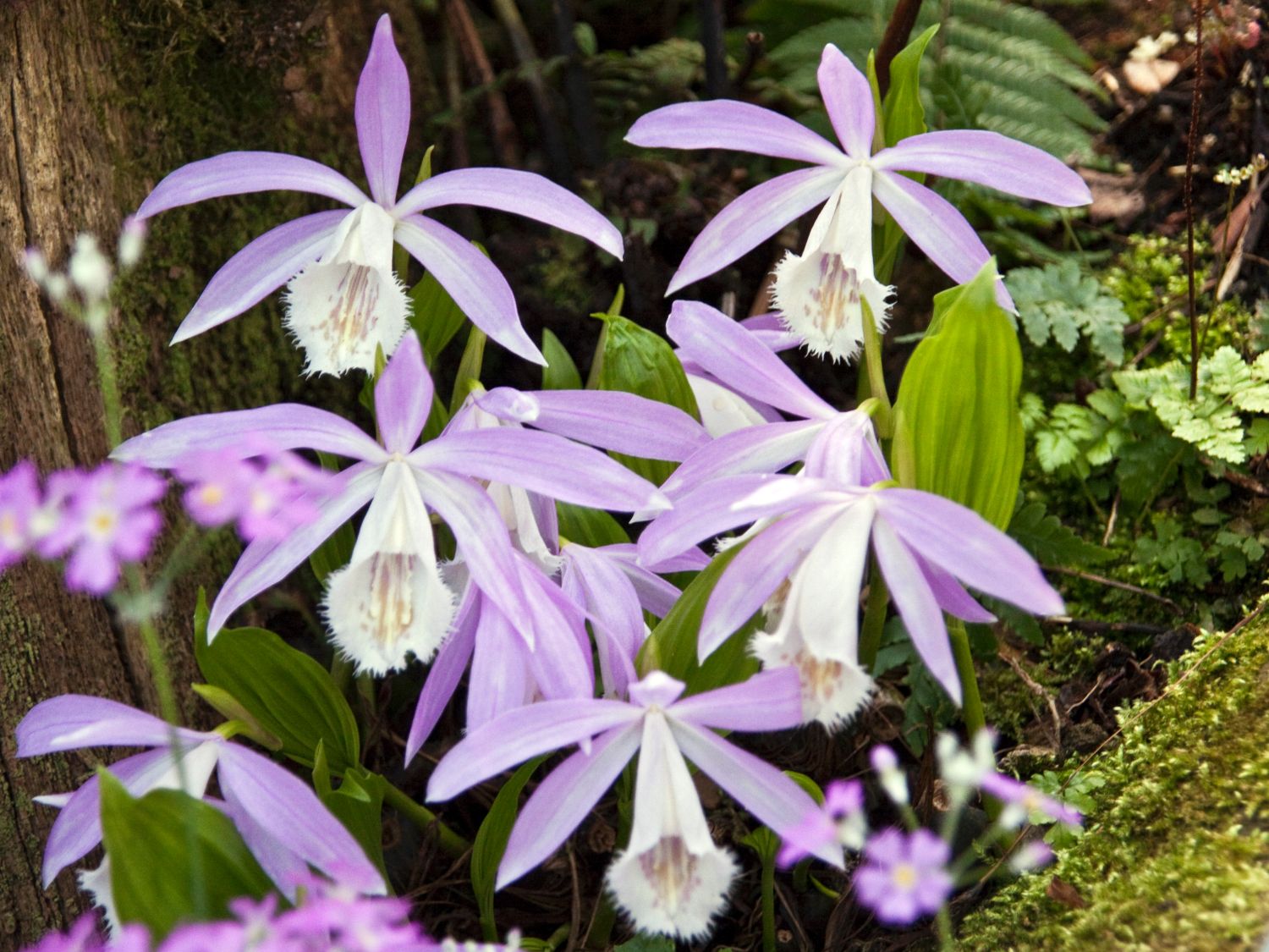 Pleione (Pleione)