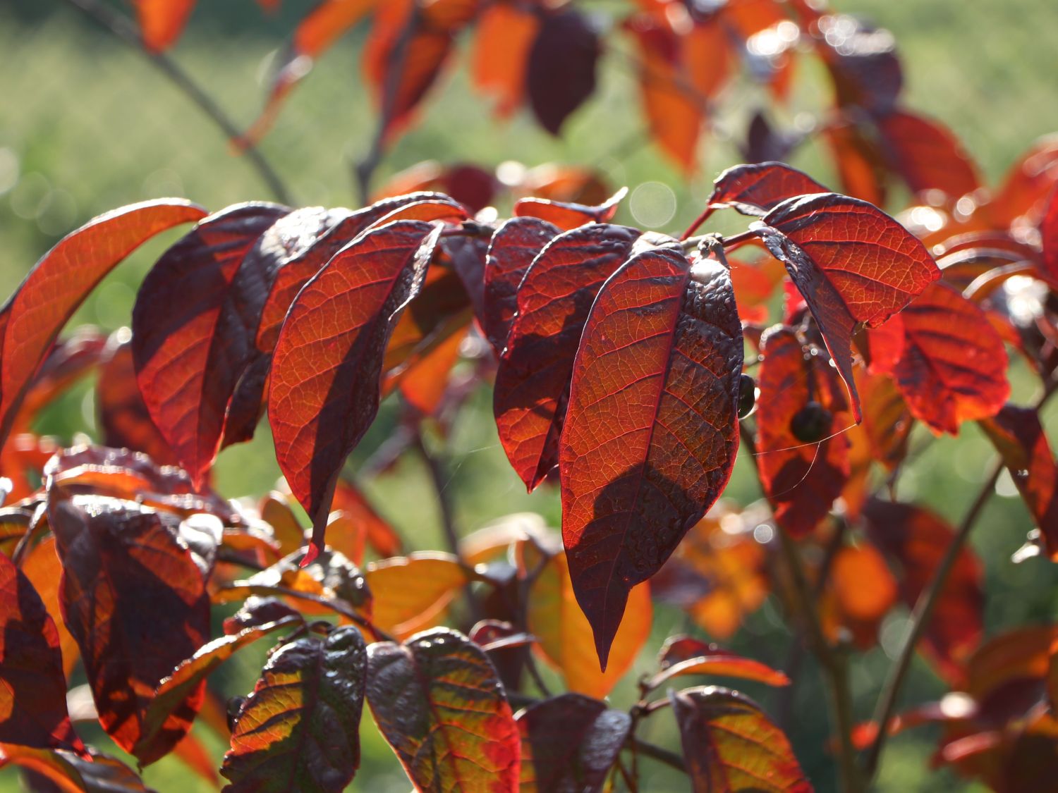 Neoshirakia (Neoshirakia)