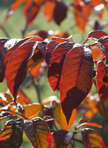 Neoshirakia (Neoshirakia)