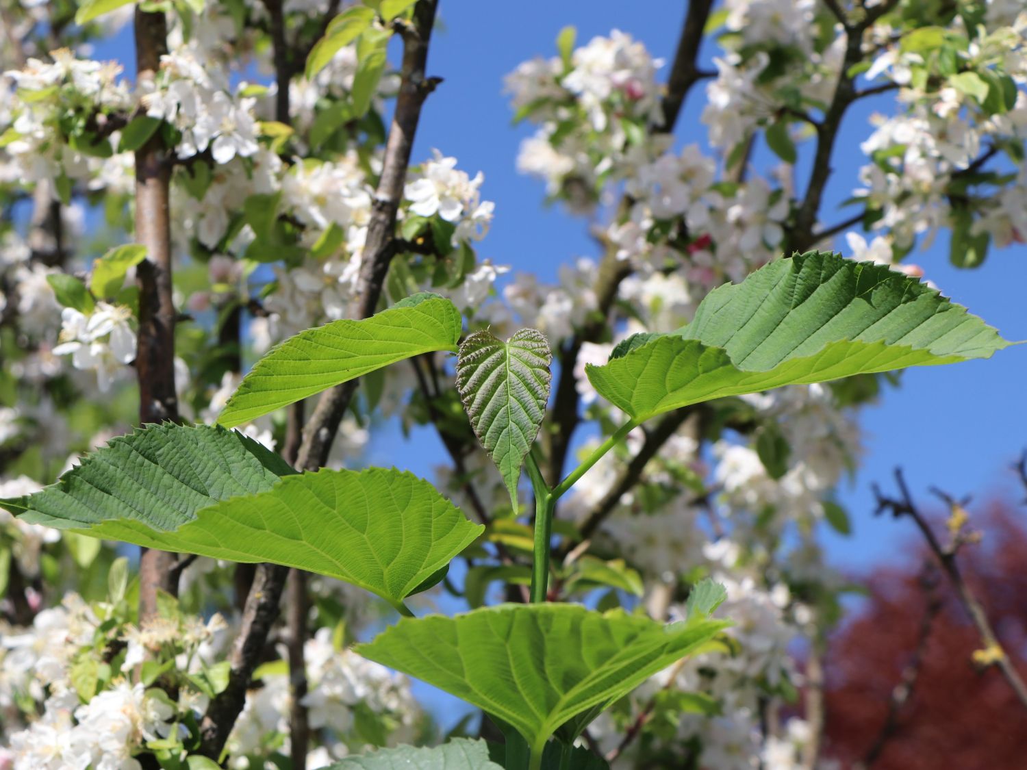 Taschentuchbaum / Frühblühender Taubenbaum 'Sonoma' - Davidia involucrata 'Sonoma'