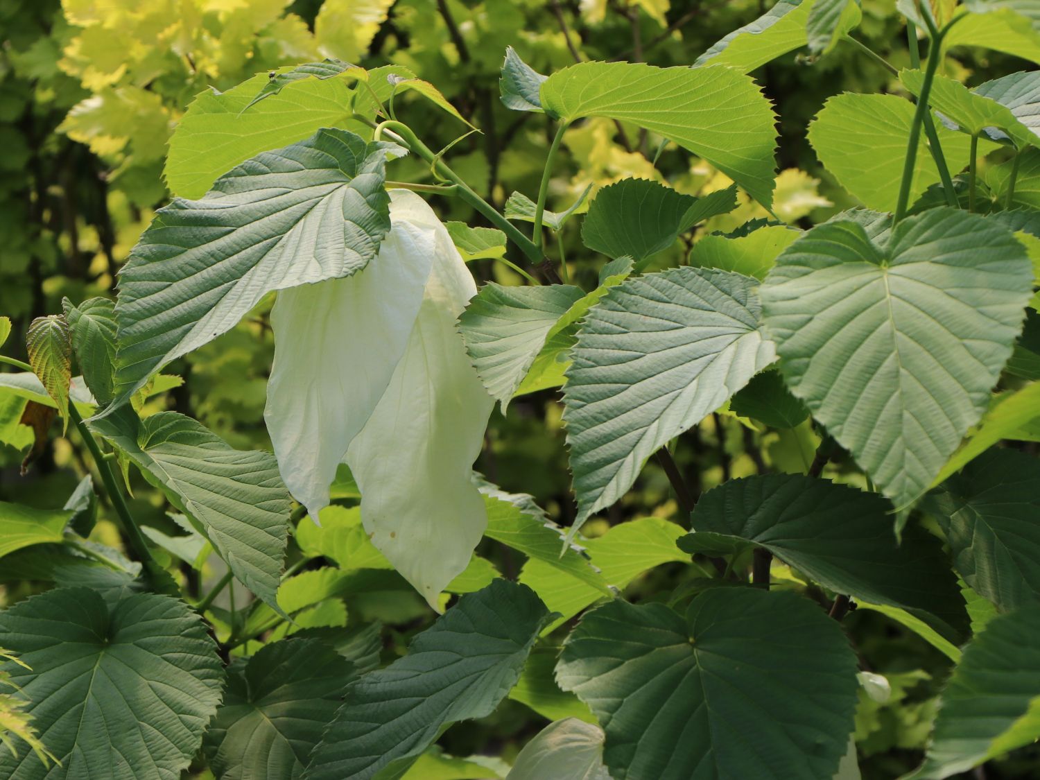 Taschentuchbaum / Frühblühender Taubenbaum 'Sonoma' - Davidia involucrata 'Sonoma'