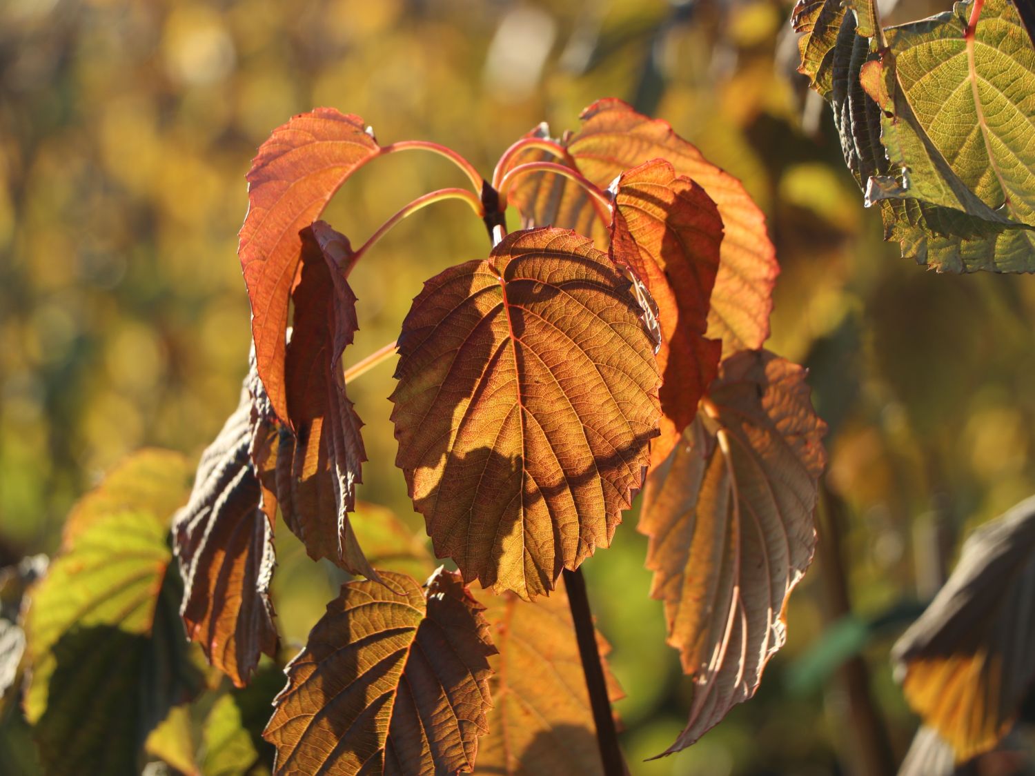 Taschentuchbaum / Frühblühender Taubenbaum 'Sonoma' - Davidia involucrata 'Sonoma'