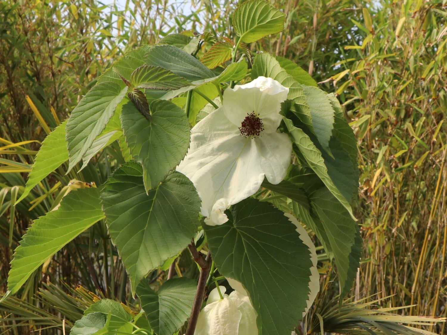 Taschentuchbaum / Frühblühender Taubenbaum 'Sonoma' - Davidia involucrata 'Sonoma'