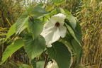 Taschentuchbaum / Frühblühender Taubenbaum 'Sonoma' - Davidia involucrata 'Sonoma'