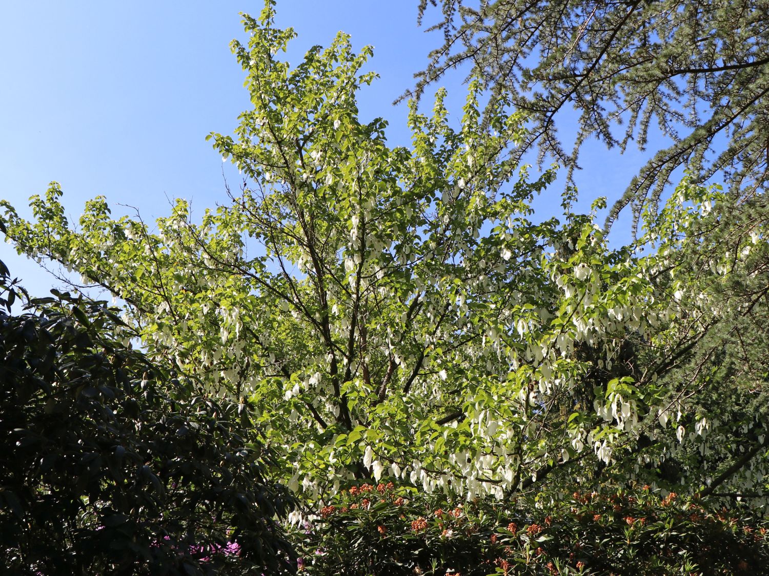 Taschentuchbaum / Frühblühender Taubenbaum 'Sonoma' - Davidia involucrata 'Sonoma'