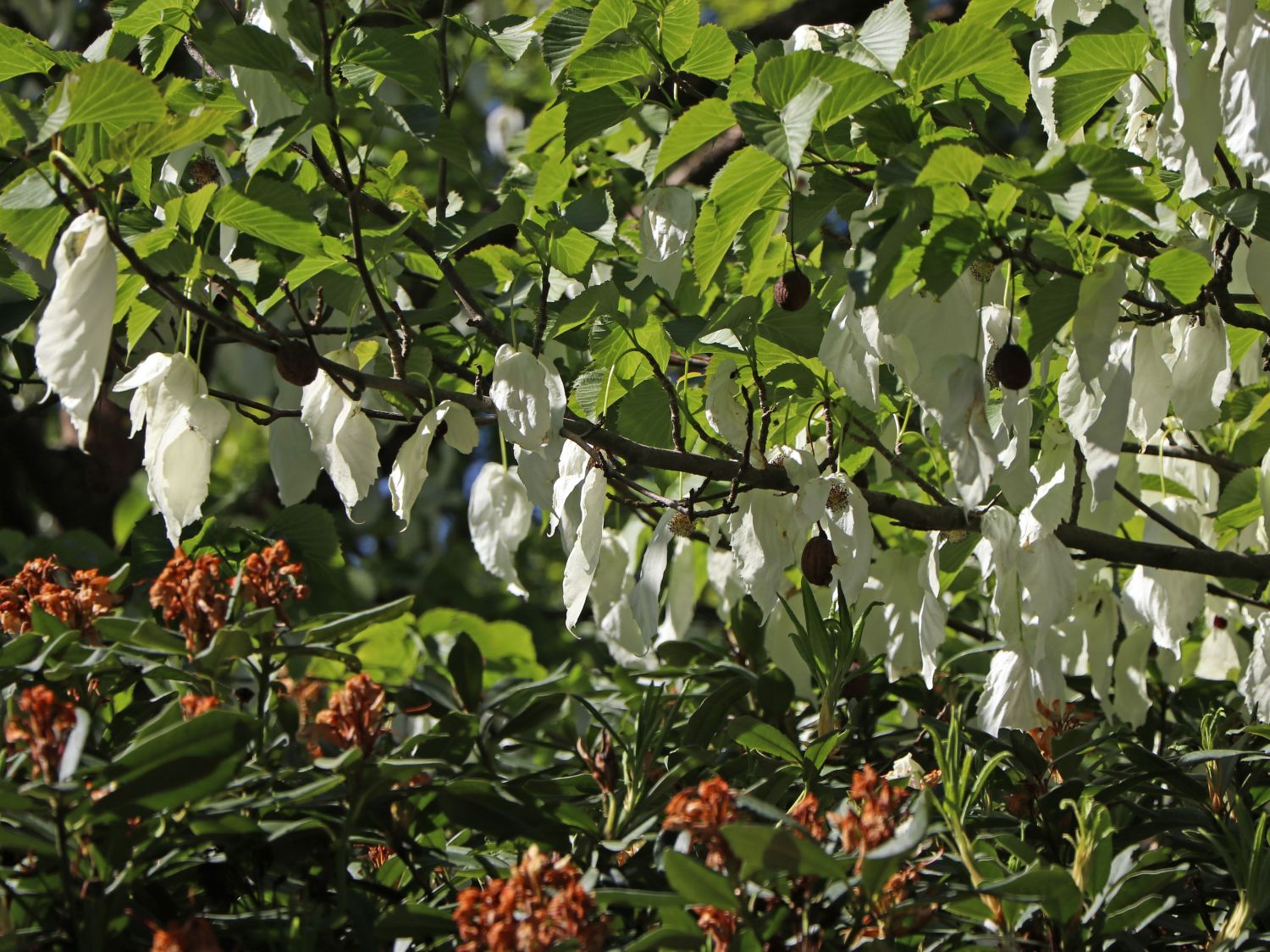 Taschentuchbaum / Frühblühender Taubenbaum 'Sonoma' - Davidia involucrata 'Sonoma'