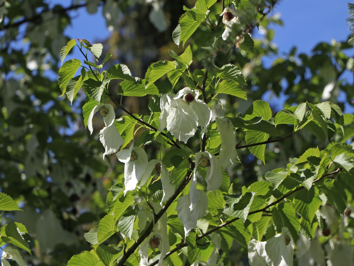 Taschentuchbaum / Frühblühender Taubenbaum 'Sonoma' - Davidia involucrata 'Sonoma'
