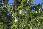 Taschentuchbaum / Frühblühender Taubenbaum 'Sonoma' - Davidia involucrata 'Sonoma'