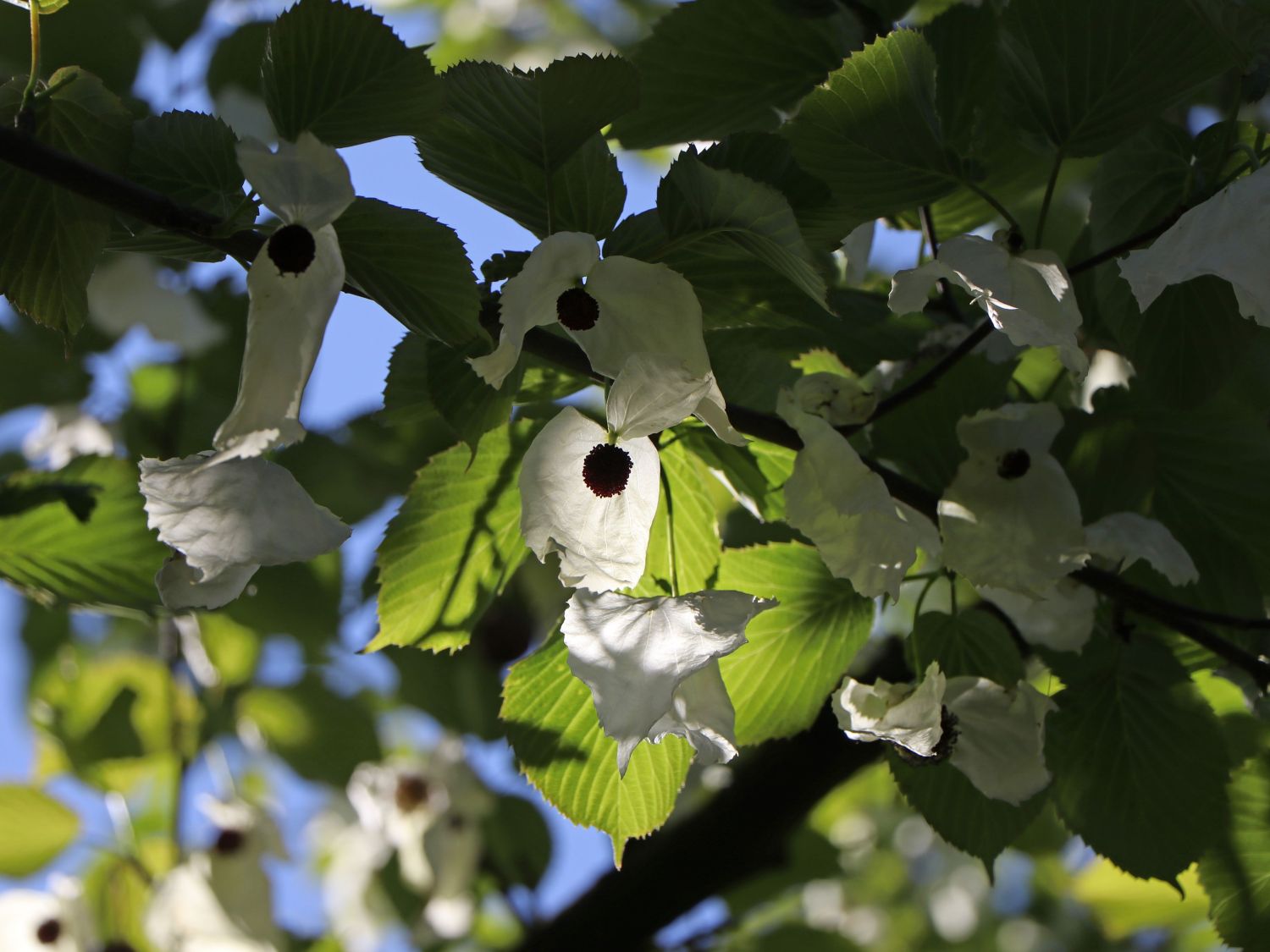 Taschentuchbaum / Frühblühender Taubenbaum 'Sonoma' - Davidia involucrata 'Sonoma'