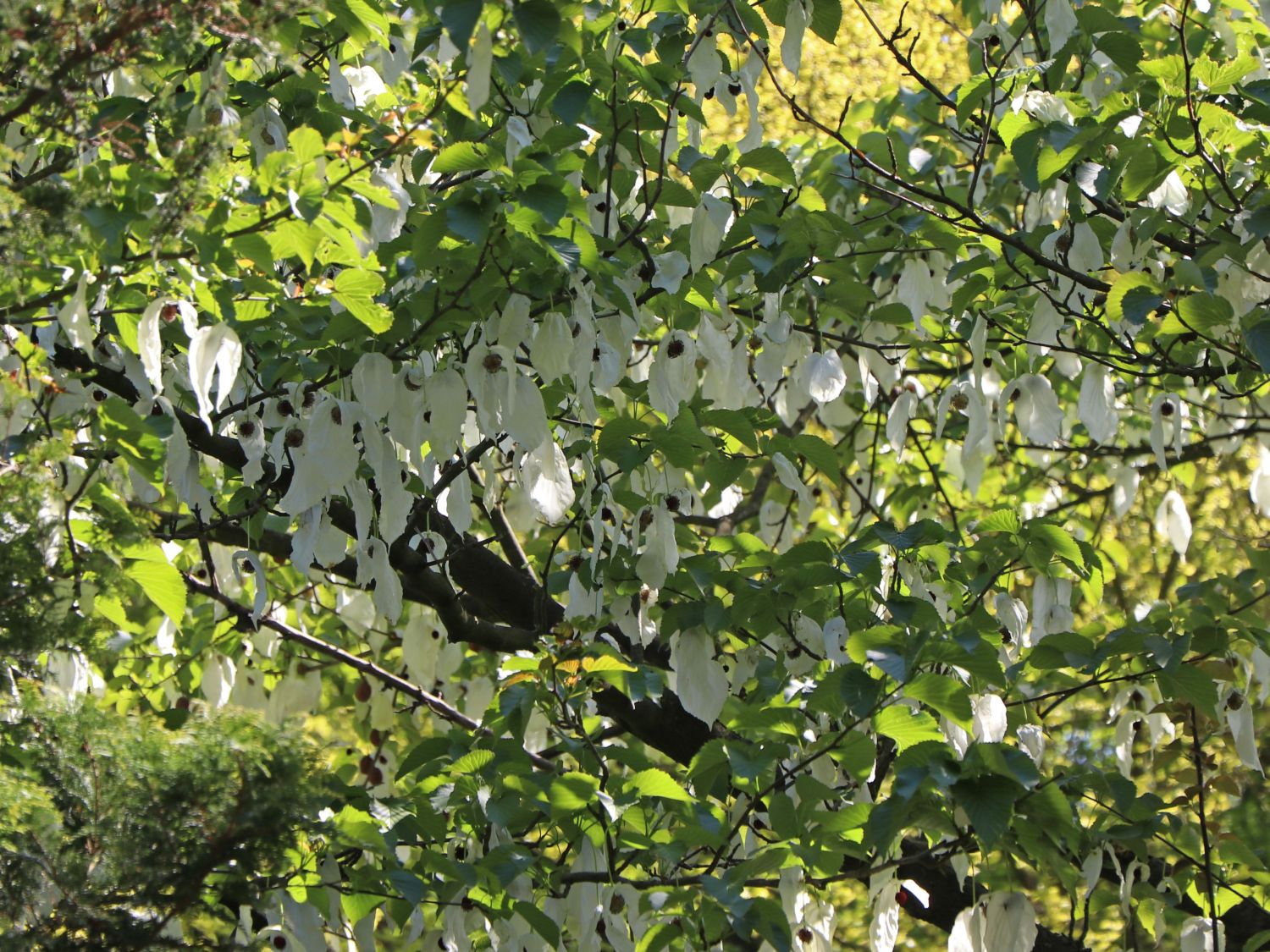 Taschentuchbaum / Frühblühender Taubenbaum 'Sonoma' - Davidia involucrata 'Sonoma'
