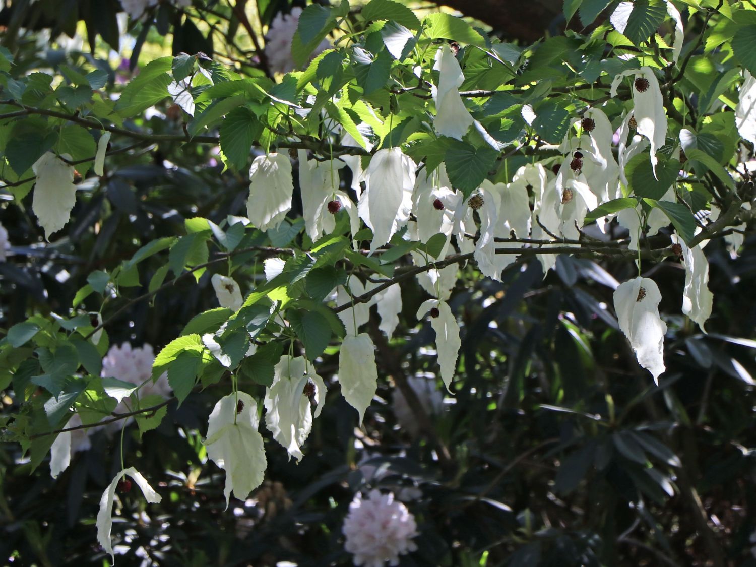 Taschentuchbaum / Frühblühender Taubenbaum 'Sonoma' - Davidia involucrata 'Sonoma'