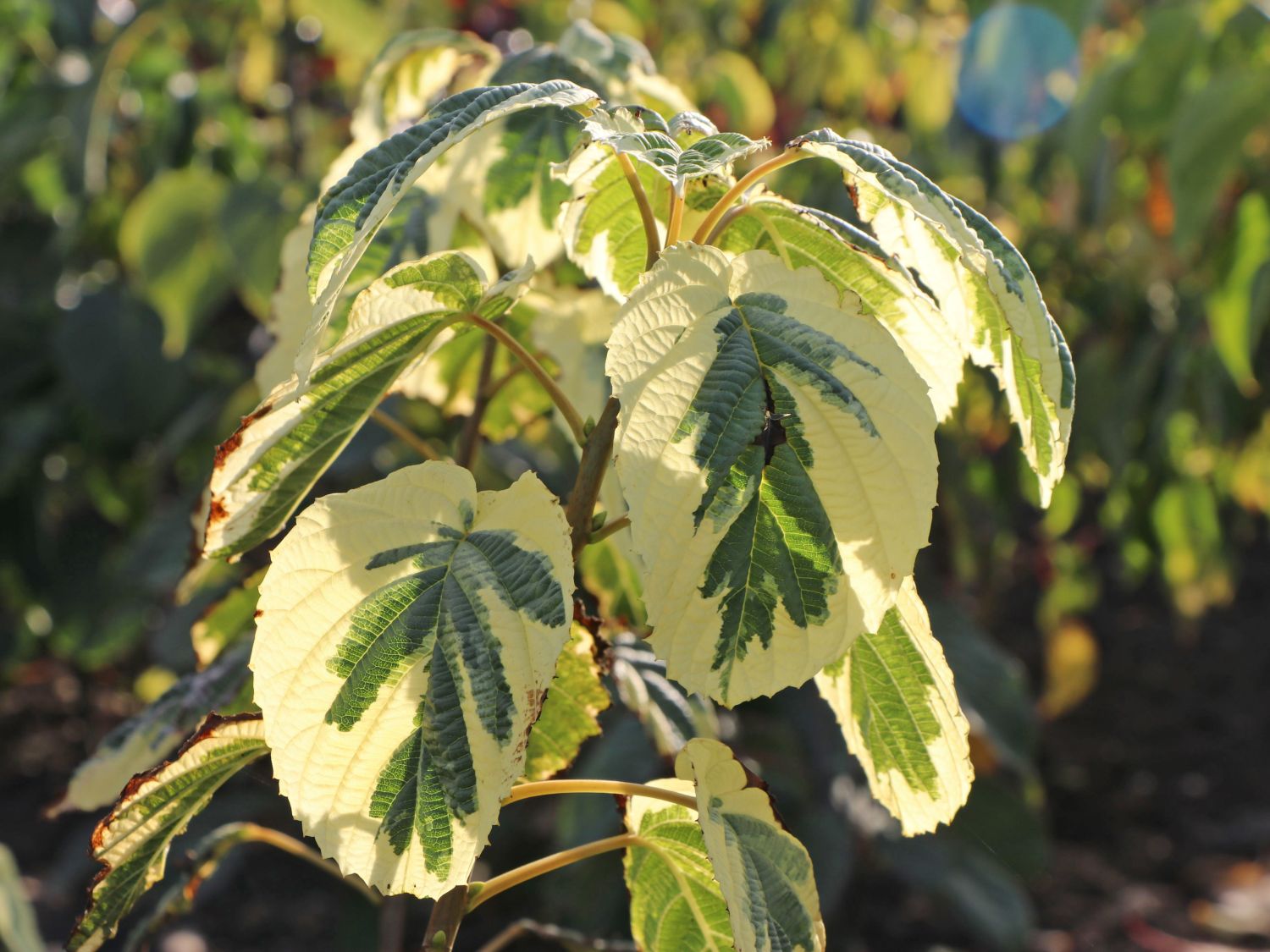Taschentuchbaum / Taubenbaum 'Lady Sunshine' - Davidia involucrata 'Lady Sunshine'