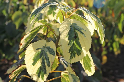 Taschentuchbaum / Taubenbaum 'Lady Sunshine' - Davidia involucrata 'Lady Sunshine'