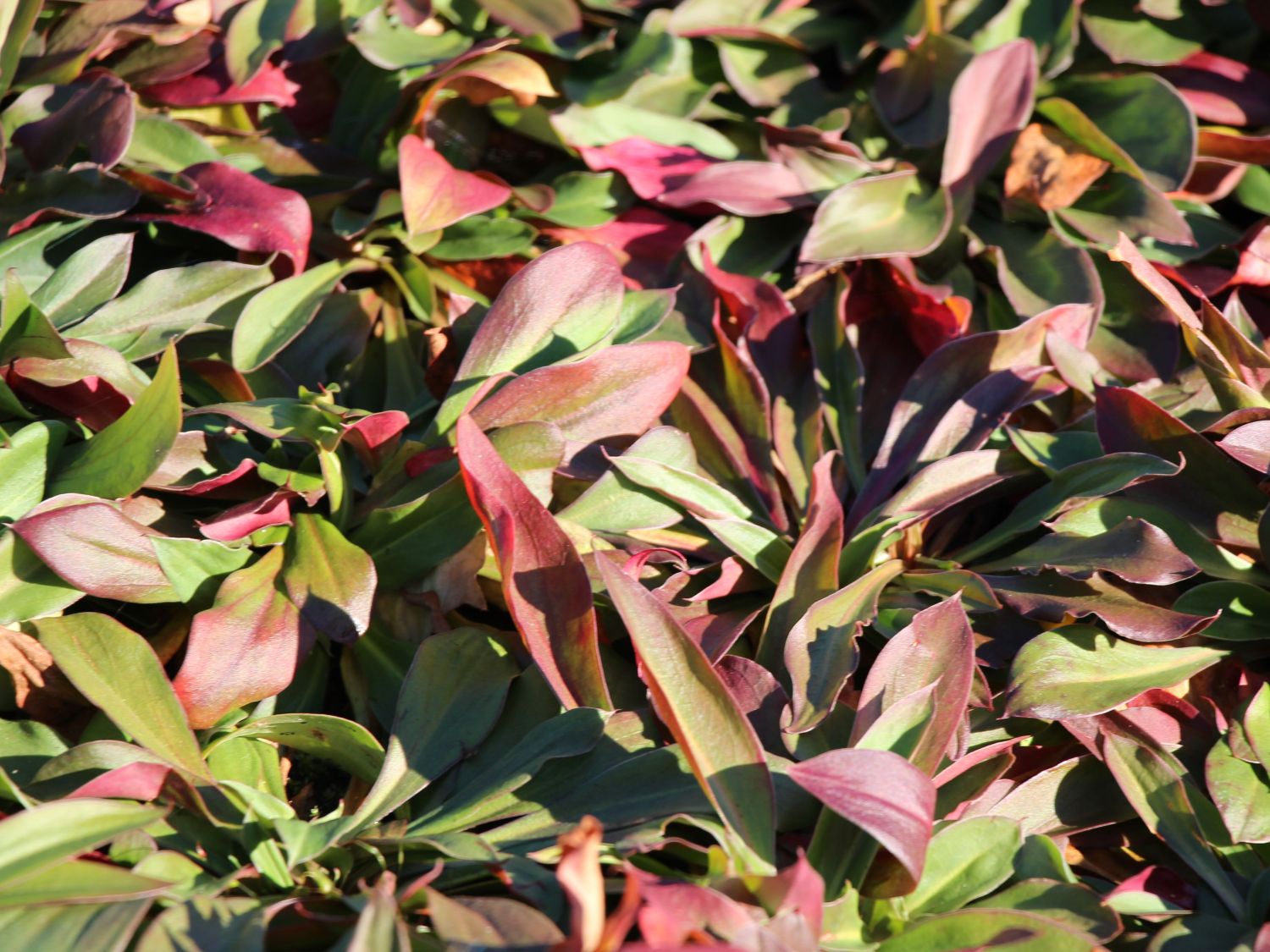 Tatarenschleier - Goniolimon tataricum