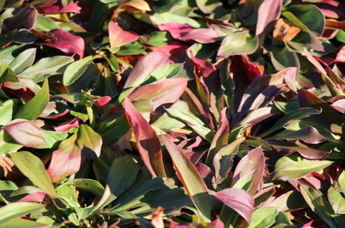 Tatarenschleier - Goniolimon tataricum