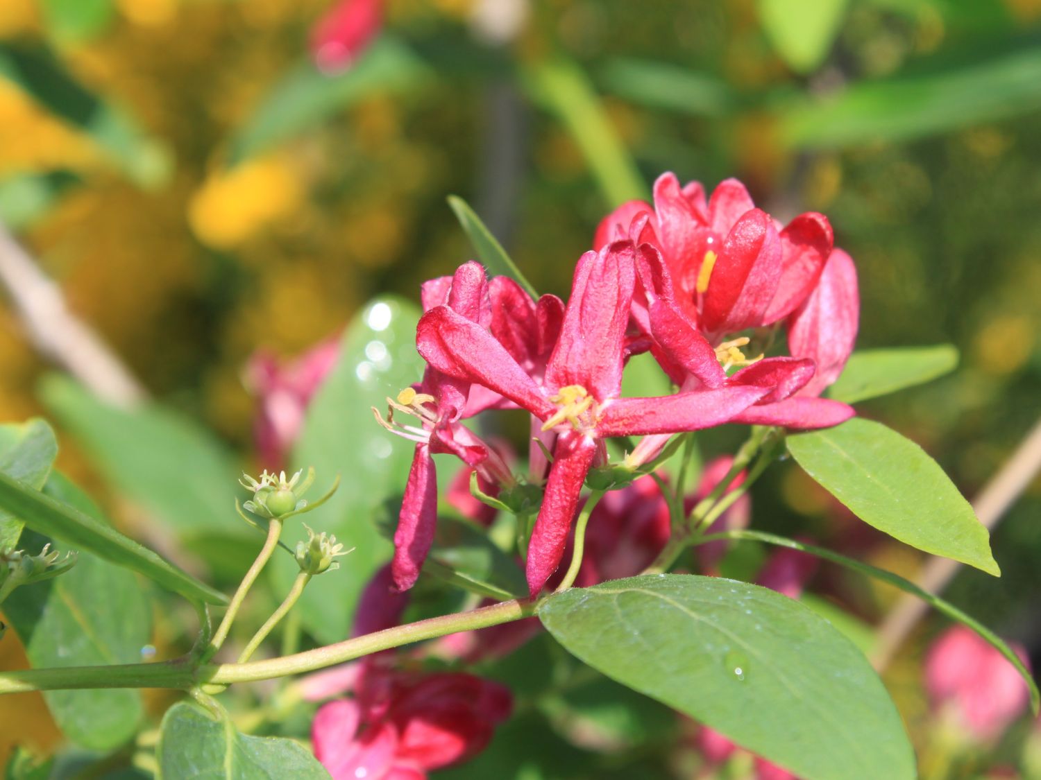 Tatarische Heckenkirsche 'Hack's Red'