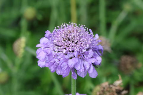 Tauben-Skabiose 'Kudo Blue' - Scabiosa columbaria 'Kudo Blue'