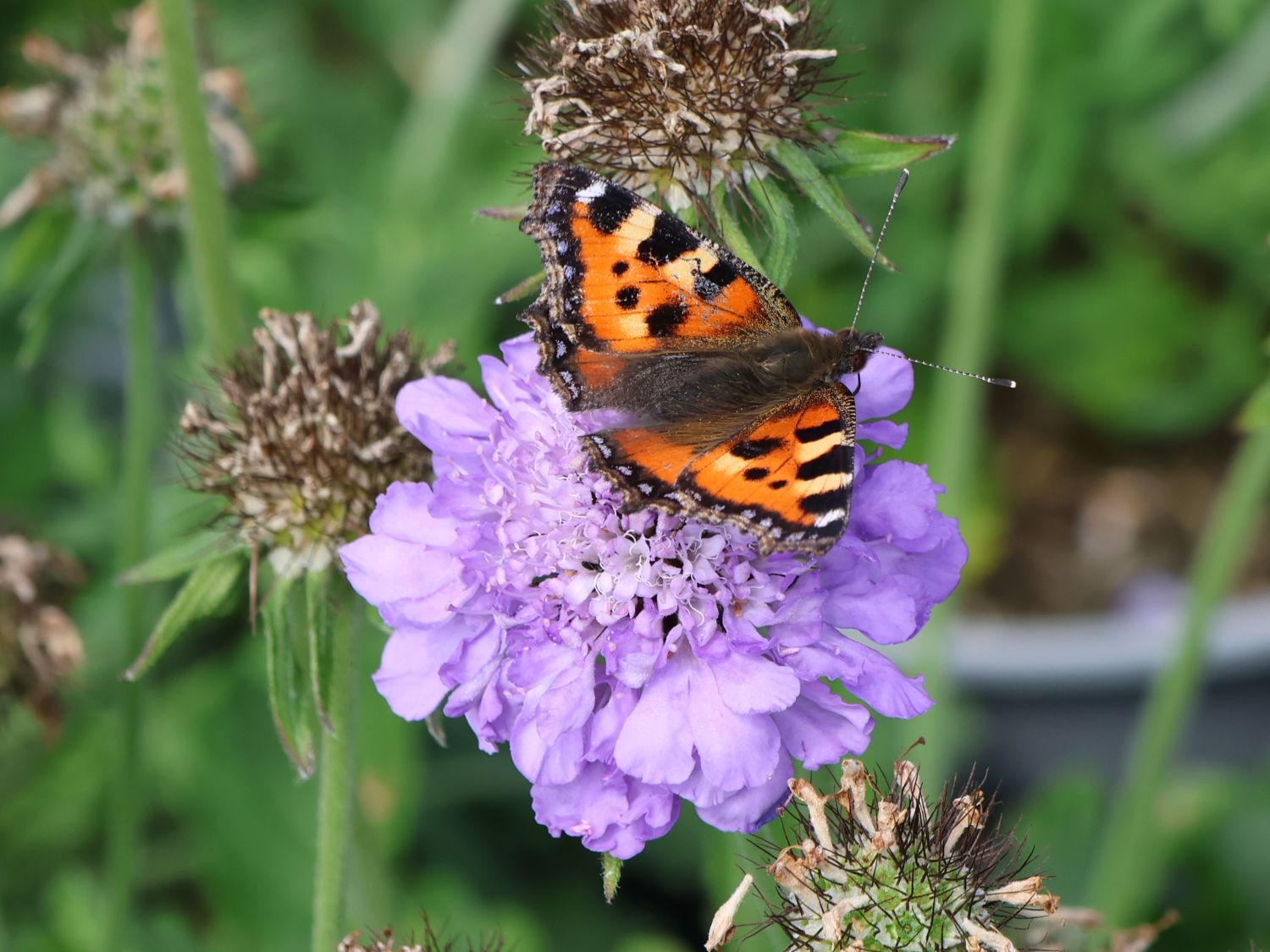 Tauben-Skabiose 'Kudo Blue' - Scabiosa columbaria 'Kudo Blue'