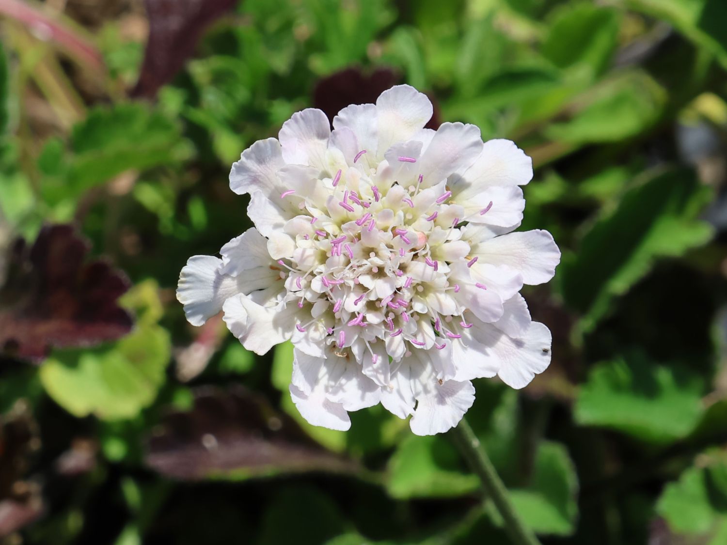 Tauben-Skabiose 'Kudo White'