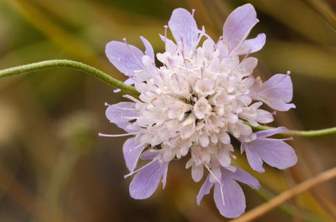 Tauben-Skabiose - Scabiosa columbaria
