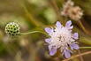Tauben-Skabiose - Scabiosa columbaria