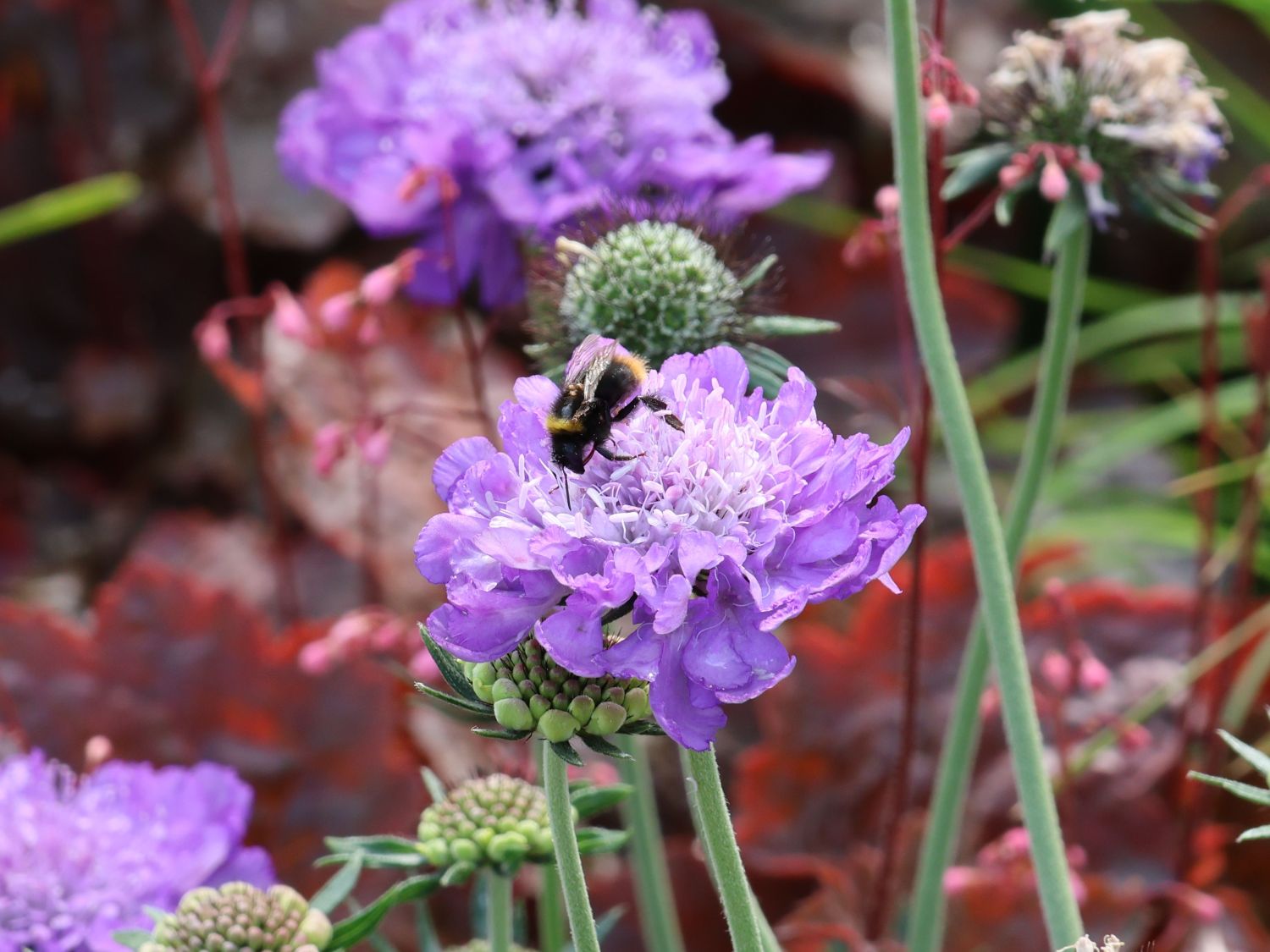 Tauben-Skabiose 'Mariposa Blue'