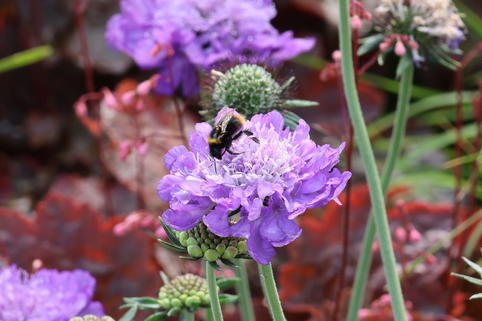 Tauben-Skabiose 'Mariposa Blue' - Scabiosa columbaria 'Mariposa Blue'