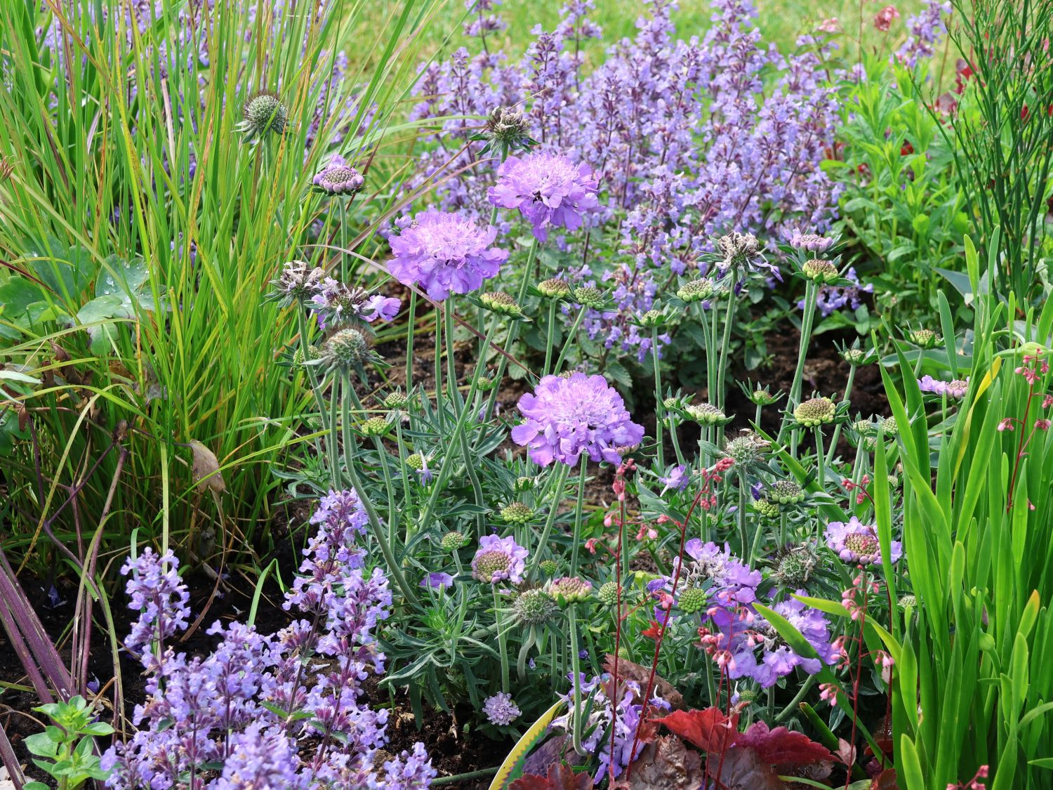 Tauben-Skabiose 'Mariposa Blue' - Scabiosa columbaria 'Mariposa Blue'