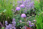 Tauben-Skabiose 'Mariposa Blue' - Scabiosa columbaria 'Mariposa Blue'