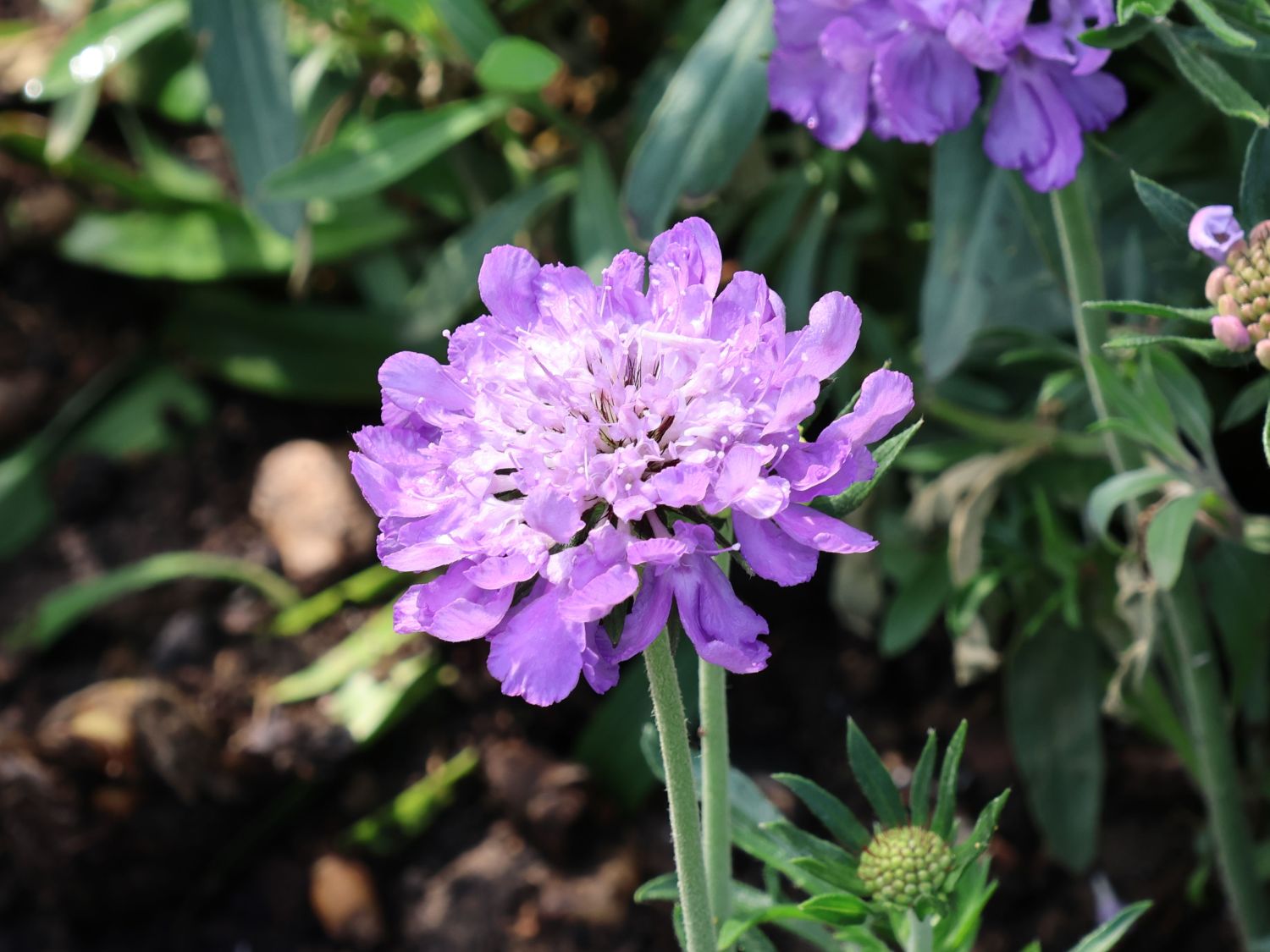 Tauben-Skabiose 'Mariposa Blue' - Scabiosa columbaria 'Mariposa Blue'