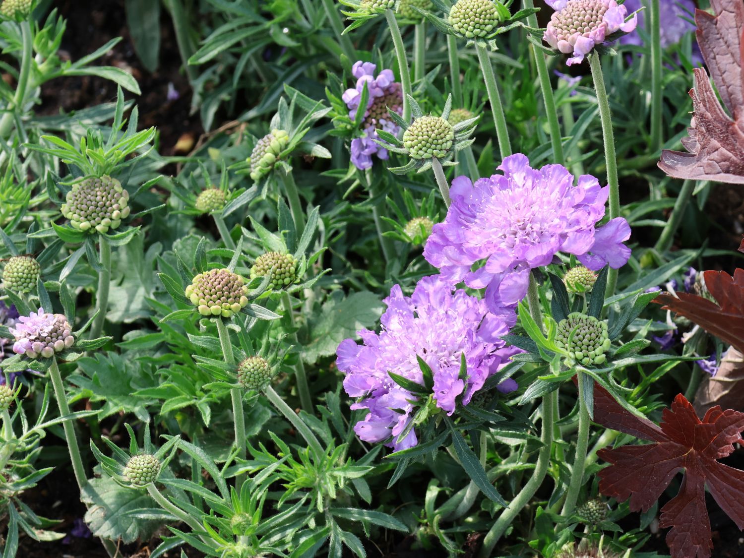 Tauben-Skabiose 'Mariposa Blue' - Scabiosa columbaria 'Mariposa Blue'