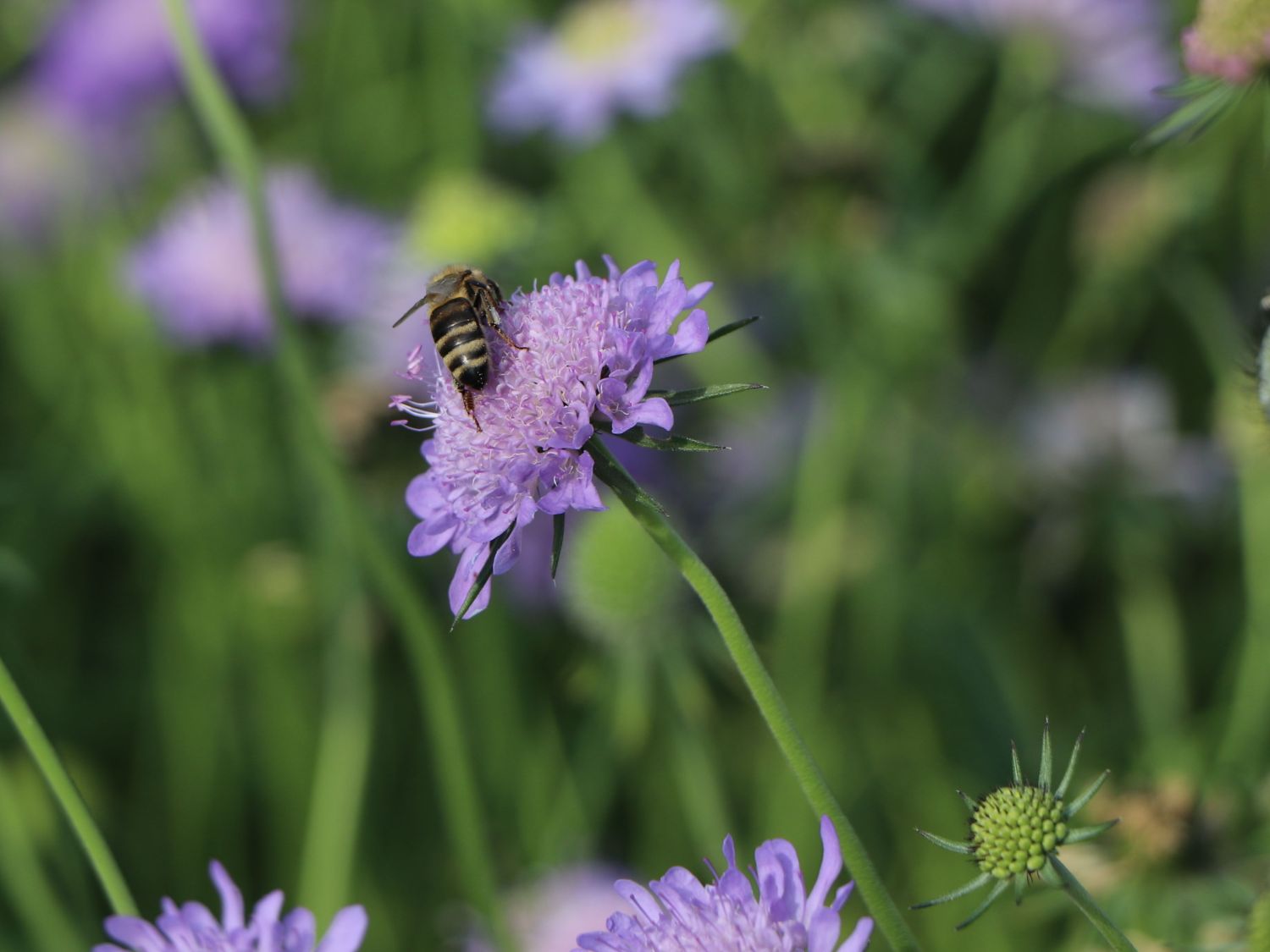Tauben-Skabiose 'Nana' - Scabiosa columbaria 'Nana'